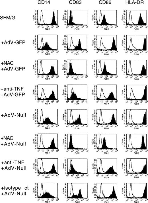 Fig. 7. Effects of expressed transgene, neutralizing TNF-α antibody, and NAC on adenovirus-induced monocyte differentiation. / Human monocytes were cultured for 36 hours in SFM/G and then infected with adenovirus-GFP or adenovirus-null, with or without 50 mM NAC (pretreatment for 45 minutes) or 10 μg/mL TNF-α–neutralizing mAb 5N (pretreatment for 45 minutes) or 10 μg/mL isotype-matched control antibody (isotype ct). Cells were harvested 48 hours later and analyzed by FACS. Results are representative of 5 separate experiments with different donors.
