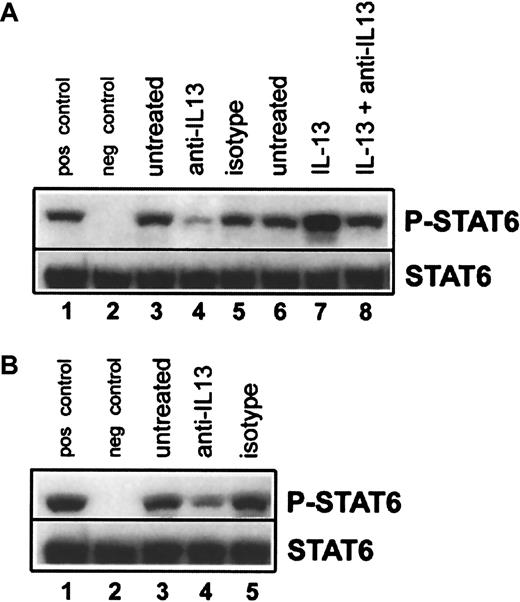Fig. 6. Inhibition of constitutive STAT6 phosphorylation in HL-derived cell lines by treatment with anti–IL-13. / (A) L-1236 cells were cultured for 18 hours in medium alone (lane 3), medium containing 20 μg/mL anti–IL-13 (lane 4), or medium containing 20 μg/mL isotype-matched control (lane 5). After 18 hours in medium alone, L-1236 cells were either left unstimulated for 15 minutes (lane 6), or treated for 15 minutes with 5 ng/mL IL-13 (lane 7) or 5 ng/mL IL-13 that had been preincubated for 1 hour with 20 μg/mL anti–IL-13 (lane 8). Equal amounts of total-cell lysates were then subjected to SDS–polyacrylamide gel electrophoresis, followed by Western blot analysis with antiphospho(Tyr641)–STAT6 (upper row). The membrane was stripped and reblotted with an antibody against total STAT6 to confirm equal loading (lower row). (B) HDLM-2 cells were cultured for 18 hours in medium alone (lane 3), medium containing 20 μg/mL anti–IL-13 (lane 4), or medium containing 20 μg/mL isotype-matched control (lane 5), and phospho-STAT6 levels were assessed as above. For both panels A and B, Daudi cells stimulated for 15 minutes with 10 ng/mL IL-4 served as the positive control (pos control, lane 1), and unstimulated Daudi cells served as the negative control (neg control, lane 2). These experiments were repeated twice with similar results.