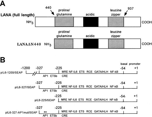 Fig. 1. Schematic diagrams of the regulatory domains of LANA and IL-6 promoter constructs. / (A) Wild-type and mutant LANA constructs. (B) Wild-type and IL-6 promoter constructs.