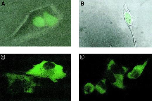 Fig. 2. Cellular localization of EGFP-LANA. / (A) Nuclear localization of EGFP-LANA in stably transfected 293 cells. Fluorescent image was superimposed on brightfield image using Kodak Microscopy Documentation System and Adobe Photoshop, version 5.5. (B) Fluorescent image superimposed on brightfield image demonstrates nuclear localization of EGFP-LANA in R1T cells. (C) Cytoplasmic localization and nuclear exclusion of EGFP-LANAΔN440 in R1T cells. (D) Same as panel D, but in 293 cells. (All images taken with a Nikon TS100F phase contrast microscope at × original 400 magnification).