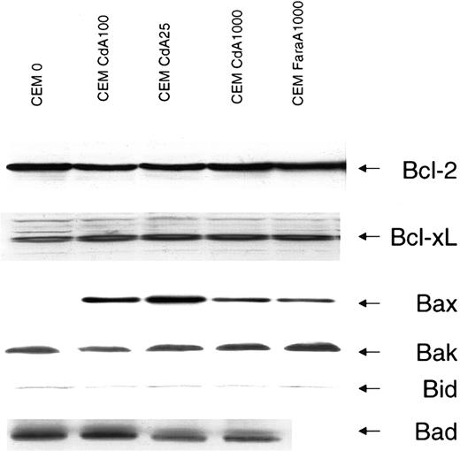 Fig. 4. Protein levels of Bcl-2 family members in sensitive and resistant cells. / Protein levels were detected by Western blotting as described in “Materials and methods.” The antiapoptotic Bcl-2 family members, Bcl-2 and Bcl-xL, and the proapoptotic members, Bax, Bak, Bid, and Bad, were investigated because of their relevance to the process of cytochrome c release. Equal loading is evident from the Bcl-2, Bcl-xL, Bak, and Bid blots. Protein levels for Bcl-2, Bcl-xL, Bax, Bak, and Bid were also measured in a cell line developed with resistance to FaraA (CEM FaraA1000) but displaying cross-resistance to CdA. Data shown are representative of that obtained in 3 independent experiments.