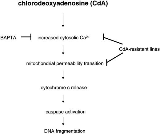 Fig. 8. Proposed scheme for CdA-induced apoptosis in CEM cells. / Resistance to CdA is characterized by a lack of cytochrome c release, which is preceded by an abrogation of cytosolic Ca2+elevations and subsequent induction of MPT. CdA treatment causes a decrease in mitochondrial Ca2+ buffering capacity in sensitive CEM 0 cells but not in any of the resistant cell lines. Consequently, there is no caspase-3–like or caspase-9–like activity in CdA-resistant cells. The cell-permeable Ca2+ chelator, BAPTA-AM (50 μM), blocks CdA-induced caspase activation and DNA fragmentation in parental cells, suggesting that mitochondria may be a target for Ca2+-dependent apoptotic events initiated by CdA.