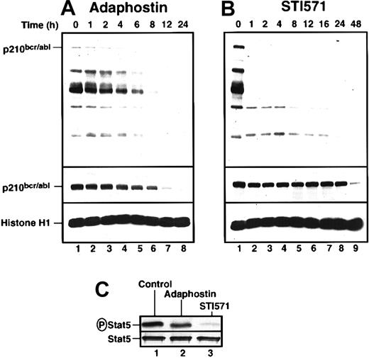 Fig. 3. Adaphostin and STI571 alter p210bcr/abl-induced signaling in K562 cells in different ways. / K562 cells were treated with 10 μM adaphostin (A) or 20 μM STI571 (B) for the indicated length of time. Lysates containing 50 μg total cellular protein were subjected to SDS-PAGE followed by blotting with antiphosphotyrosine (top panel), anti-abl (middle panel), or anti-histone H1 (bottom panel) as a loading control. Percentages of cells that were apoptotic at each time point of this experiment are indicated in Figure 1B. (C) After K562 cells were treated with diluent (lane 1), 10 μM adaphostin (lane 2), or 20 μM STI571 (lane 3) for 3 hours, cell lysates were subjected to immunoprecipitation with anti-Stat5 monoclonal antibody and probed with anti-phosphoStat5 antiserum (top panel) or anti-Stat5 antibody (bottom panel). Results shown in each panel are representative of at least 3 independent experiments.