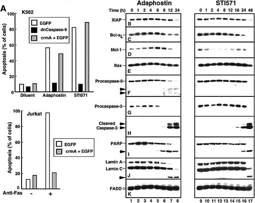 Fig. 4. Adaphostin and STI571 induce apoptotic biochemical changes at different rates. / (A) Identification of caspase-9 as the initiating caspase for adaphostin and STI571. K562 cells were transiently transfected with plasmids encoding EGFP, dominant-negative procaspase-9 fused to EGFP, or a 5:1 ratio of plasmids encoding crmA and EGFP as described in “Materials and methods.” After 24-hour incubation, cells expressing EGFP were isolated by FACS, suspended in medium A, treated for 48 hours with 2.5 μM adaphostin or 625 nM STI571, fixed, and examined for apoptotic morphologic changes. As a control, Jurkat cells transfected with EGFP or a 5:1 ratio of crmA and EGFP were isolated by FACS, treated for 24 hours with 20 ng/mL CH-11 agonistic anti-Fas antibody, fixed, and examined for apoptotic morphologic changes. (B-K) Changes in polypeptide levels during adaphostin- or STI571-induced apoptosis. Cells were treated with 10 μM adaphostin (left) or 20 μM STI571 (right) for the indicated length of time. Lysates containing 50 μg total cellular protein were subjected to SDS-PAGE followed by blotting with reagents that recognize XIAP (B), Bcl-xL (C), Mcl-1 (D), Bax (E), procaspase-9 (F), procaspase-3 (G), cleaved caspase-3 (H), poly(ADP-ribose) polymerase (I, PARP), lamins A and C (J) or, as a loading control, FADD (K). In each panel, lanes 1 to 17 correspond to nonadjacent lanes from a single blot. The same blots used in Figure 3were probed in this figure. Arrows, cleaved fragments corresponding to previously described43 caspase cleavage products. Percentages of cells that were apoptotic at each time point of this experiment are indicated in Figure 1B. Results shown are representative of at least 3 independent experiments.
