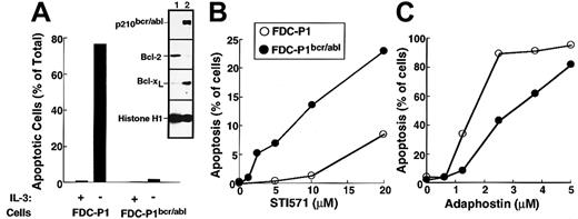 Fig. 5. Effects of STI571 and adaphostin on FDC-P1 and FDC-P1/p210bcr/abl cells. / (A) Characterization of FDC-P1–transduced cells. Parental and p210bcr/abl-expressing cells were sedimented at unit gravity, washed, and resuspended in medium containing or lacking WEHI-conditioned medium as a source of IL-3. After 24 hours, cells were fixed and examined for apoptotic morphologic changes. (Inset) Expression of p210bcr/abl, Bcl-2, Bcl-xL and histone H1 (as a loading control) in parental (lane 1) and p210bcr/abl-transduced (lane 2) cells. (B, C) Cells were incubated for 48 hours with the indicated concentration of STI571 or adaphostin and examined for apoptotic morphologic changes. Results shown in each panel are representative of at least 3 independent experiments.