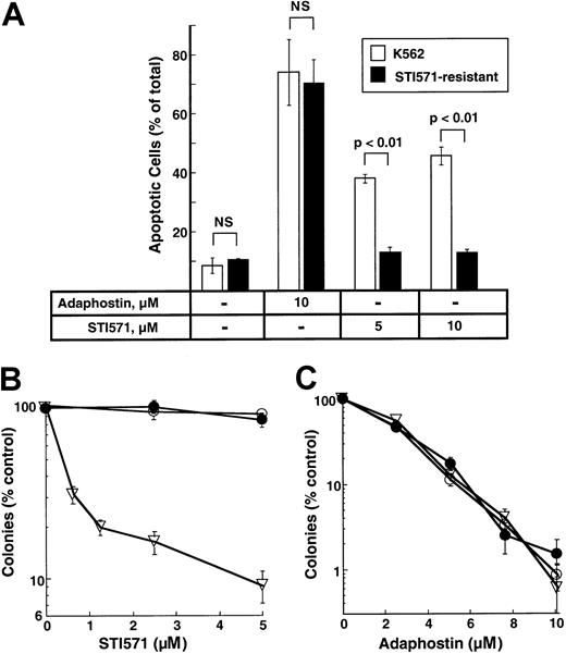 Fig. 7. Effects of adaphostin on STI571-resistant cells. / (A) Induction of apoptosis. Parental or STI571-resistant K562 cells were incubated for 24 hours with diluent or the indicated concentration of adaphostin or STI571. Cells were then fixed, stained with Hoechst 33258, and examined for apoptotic nuclear changes. Results shown are the mean ± 1 SD from 3 independent experiments. Brackets indicate samples compared by t tests. NS indicates differences were not statistically significant. (B, C) Effects of STI571 and adaphostin on colony formation. Parental cells (open triangles) or STI571-selected cells maintained in the absence (open circles) or presence (closed circles) of 0.5 μM STI571 were incubated with the indicated concentration of STI571 for 48 hours (B) or adaphostin for 24 hours (C), washed, and plated in 0.3% agar in the absence of drug. Error bars, mean ± 1 SD for quadruplicate plates treated with the indicated drug concentration. Results from this experiment are representative of 3 independent experiments.