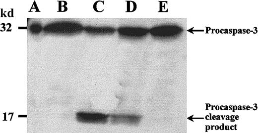 Fig. 3. Procaspase-3 cleavage in PMNs. / PMNs were incubated as described in Figure 1. Then whole cell lysates were subjected to SDS-PAGE, and Western blot was performed with an anticaspase-3 polyclonal antibody and an HRP-conjugated secondary antibody. (A) Positive control with procaspase-3 (Jurkat T cells). (B) Fresh PMNs. (C) In PMNs incubated without stimuli procaspase-3 was cleaved, and a 17-kd cleavage product appeared. (D) Addition of G-CSF considerably prevented procaspase-3 cleavage. (E) zVAD-fmk completely inhibited procaspase-3 processing. Results are representative of 3 independent experiments.