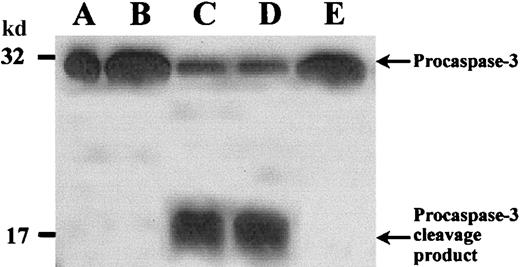 Fig. 8. Procaspase-3 cleavage in cytoplasts. / Cytoplasts were incubated as described in Figure 7. Then whole cytoplast lysates were subjected to SDS-PAGE, and Western blot was performed with an anticaspase-3 polyclonal antibody and an HRP-conjugated secondary antibody. (A) Positive control with procaspase-3 (Jurkat T-cells). (B) Freshly prepared cytoplasts demonstrated only 32-kd procaspase-3. (C) In cytoplasts incubated without stimuli procaspase-3 was cleaved and a 17-kd cleavage product appeared. (D) Addition of G-CSF did not prevent procaspase-3 cleavage and appearance of a 17-kd cleavage product. (E) zVAD-fmk completely inhibited procaspase-3 processing. Results are representative of 3 independent experiments.
