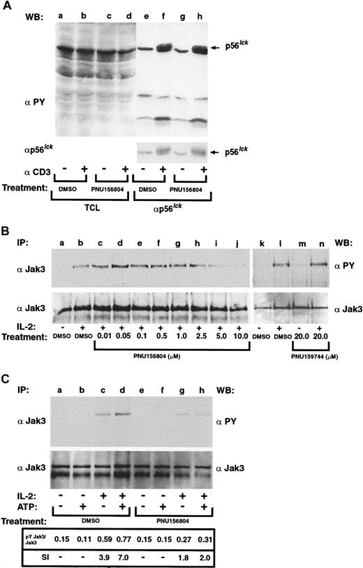 Fig. 2. PNU156804 inhibits the signal 3 mediator Jak3 but not the signal 1 transducer p56Lck. / (A) Antiphosphotyrosine (αPY) immunoblot of PHA-activated T cells stimulated with anti-CD3 in the presence of PNU156804. T cells (5.0 × 107 cells/lane) were treated with DMSO or with 20 μM PNU156804 for 16 hours and then were stimulated in the presence or absence of 5 μg anti-CD3 for 5 minutes and subjected to cell lysis and clarification. Total cell lysates were separated by SDS-PAGE (lanes a-d) or were immunoprecipitated with antibodies to p56Lck (lanes e-h) and separated on 10% SDS-PAGE and then subjected to antiphosphotyrosine Western blot (WB) analysis. The blot was then stripped and reblotted with anti-Lck to verify equivalent loading (indicated in the lower panel). Arrow denotes migration of p56Lck. (B) PHA-activated human T cells were treated with DMSO or increasing concentrations of PNU156804 (0-10 μM; lanes a-j) or inactive control PNU159744 (lanes k-n) and were stimulated in the absence (−) or presence (+) of IL-2 (100 nM) for 10 minutes at 37°C. Cells were lysed, clarified, and immunoprecipitated (IP) with anti-Jak3 (αJak3), separated on 10% SDS-PAGE, transferred to PVDF membrane, and Western blotted with antiphosphotyrosine. The blot was stripped and reprobed with Jak3 antibody. (C) For antiphosphotyrosine immunoblot of Jak3 autokinase assay, PHA-activated T cells were stimulated for 10 minutes with (+) or without (−) 100 nM IL-2 and then immunoprecipitated with anti-Jak3 and treated for 15 minutes on ice with DMSO control (lanes a-d) or 10 μM PNU156 804 (lanes e-h). Jak3 was incubated for 20 minutes at 37°C in the absence (−) or presence (+) of 15 μM unlabeled ATP, separated by SDS-PAGE, transferred to PVDF membrane, and Western blotted with antiphosphotyrosine antibodies (upper panel). The same blots were reblotted with α-Jak3 to verify equal loading of enzyme (lower panel). Ratio of Tyr-phosphorylated Jak3 to total Jak3 protein was analyzed by densitometry and plotted as the stimulatory index (SI) value in arbitrary units.