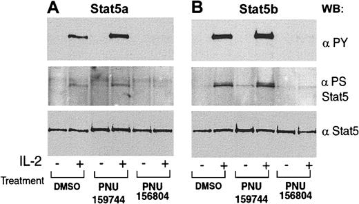 Fig. 3. PNU156804 inhibits IL-2–inducible Tyr phosphorylation of Stat5a/b in human T cells. / PHA-activated human T cells were pretreated with DMSO, 10 μM in active analogue PNU159744, or 10 μM PNU156804 for 16 hours and then stimulated for 10 minutes with (+) or without (−) 100 nM IL-2 for 10 minutes at 37°C. Cells were lysed and immunoprecipitated with anti-Stat5a (A) or anti-Stat5b (B) and were blotted with monoclonal antiphosphotyrosine Stat5 (Y701, upper panel), polyclonal phosphoserine Stat5 (S726-Stat5a or S731 Stat5b, middle panel), and reblotted with monoclonal pan-Stat5 (lower panel). WB indicates Western blot; PY, .