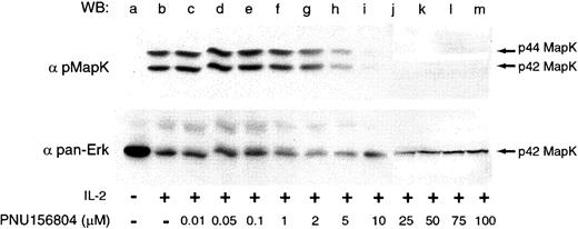 Fig. 4. PNU156804 disrupts IL-2–mediated p44/42 ERK1/2 phosphorylation. / Quiescent PHA-activated T cells were treated with DMSO (control; lanes a-b) or increasing concentrations of PNU156804 for 16 hours and were stimulated in the presence of 100 nM IL-2 at 37°C for 10 minutes. Cells were lysed, and total cell lysate was separated on 10% SDS-PAGE, transferred to PVDF membrane, Western blotted with antiphospho–p44/42 Erk1/2 (upper panel), stripped, and reprobed with pan-Erk antibody (lower panel). Arrows indicate the location of p44/42 Erk1/2.