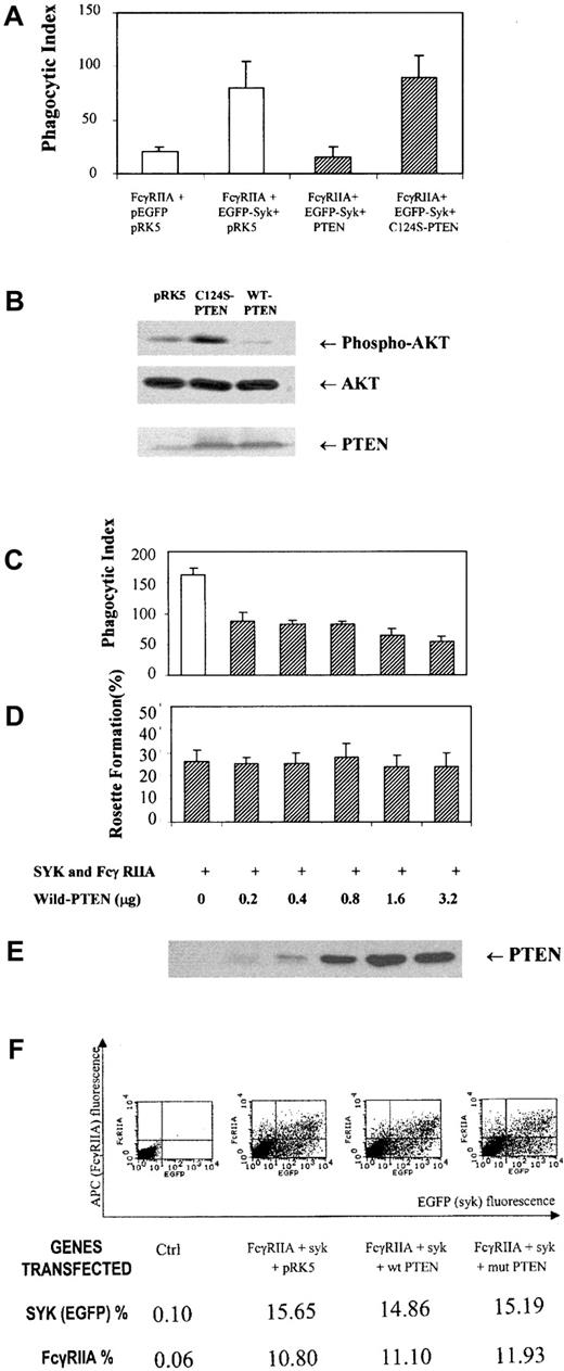 Fig. 1. PTEN control of ITAM signaling. / (A) Phagocytosis of IgG-sensitized sRBCs by COS7 cells transfected with FcγRIIA receptor, Syk, PTEN, or a mutant (C124S) of PTEN. Phagocytosis of IgG-coated sRBCs by COS7 cells was quantified as described in “Study design.” Bars represent standard deviation of mean. (B) Western blot analysis for PTEN, AKT, and phospho-AKT in COS7 cells after transfection prior to sRBC stimulation. (C) Phagocytic index in COS7 cells transfected with equal amounts of FcγRIIA and EGFP-Syk and different amounts of wildtype PTEN plasmid DNA. (D) Rosette formation in COS7 cells transfected with different amounts of PTEN complementary DNA (cDNA). (E) Western blot analysis for PTEN expression in COS7 cells from panels C and D. (F) Flow cytometric analysis to determine levels of FcγRIIA and EGFP-Syk kinase expression in different transfected populations of COS7 cells shown in Figure 1A.