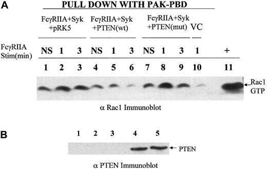 Fig. 2. PTEN control of RAC activation. / (A) A recombinant PAK-CRIB domain–binding assay was used to determine levels of GTP-Rac 1 in cell lysates of COS7 cells transduced with FcγRIIA, Syk in the presence or absence of PTEN or mutant PTEN under conditions of FcγRIIA stimulation. The transfection condition for each group is shown above the lane. Lanes 1, 4, and 7 show no stimulation (NS); lanes 2, 5, 8, and 10, sRBC stimulation for 1 minute at 37° C; lanes 3, 6, and 9, stimulation of transfected COS7 cells for 3 minutes. Lane 10 shows vector control (VC), COS7 cells transfected with empty vectors pcDNA, pEGFP, and pRK5 and stimulated for 1 minute with sensitized sRBCs. Lane 11 shows positive control for GTP-Rac, a COS7 cell lysate incubated with GTPγS. (B) Anti-PTEN Western blot analysis of transfected COS7 cells analyzed for activation of Rac following FcγRIIA ligation with IgG-sensitized sRBCs. Lane 1 shows COS7 cells with no transfection; lane 2, transfection with all 3 empty vectors, pcDNA, pEGFP, and pRK5; lane 3, transfection with FcγRIIA, Syk, and pRK5; lane 4, transfection with FcγRIIA, Syk, and wildtype PTEN; and lane 5, transfection with FcγRIIA, Syk, and mutant PTEN (C124S).
