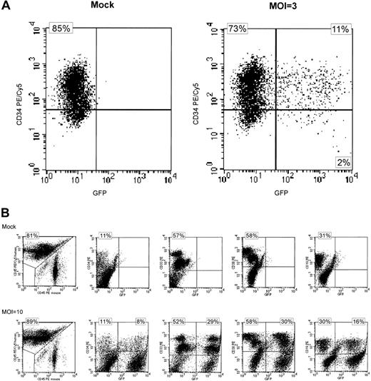 Fig. 1. Expression of eGFP in transduced CD34+ and SRC-derived cells. / (A) FACS analysis of transgenic eGFP (GFP) and CD34+expression 6 days after lentiviral transduction. Cells were stained with an anti–CD34-PE/Cy5 monoclonal antibody. Mock-transduced CD34+ cells are shown on the left and cells transduced with eGFP in the absence of cytokine stimulation at an MOI of 3 are shown at the right. Almost identical results were seen after lentiviral transduction in the presence of cytokine stimulation (data not shown). Quadrants were set according to isotype-matched negative controls. (B) Lymphohematopoietic engraftment of SRC-derived cells in NOD/SCID mice 6 to 7 weeks after transplantation. Expression of eGFP in subpopulations of cells is shown. Engraftment was quantitated using anti–human CD45-PE/Cy5 and anti–murine CD45 PE antibodies (left 2 panels). Expression of eGFP (x-axis) was analyzed in CD34+, CD33+, CD38+, and CD19+ human cells (from left to right, y-axis). Quadrants were set according to isotype-matched negative controls. These data are representative of 28 mice (mock n = 9, eGFP-transduction n = 19). The numbers refer to the upper left and upper right quadrants, respectively. PE indicates phycoerythrin; PE/Cy5, phycoerythrin-cyanin 5.1.