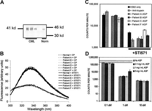 Fig. 2. Experiments investigating AGP identity, direct drug-binding capacity, and influence on STI571 activity in vitro. / (A) Representative Western blot of isolated CML-derived AGP. Briefly, following probing with a mouse antihuman α1-acid glycoprotein monoclonal antibody (clone AGP42 Sigma, Poole, United Kingdom) and a secondary antimouse alkaline phosphatase–conjugated antibody (Sigma), the blot was developed with NitroBlue tetrazolium bromochloroindolyl phosphate (NBT-BCIP). (B) Measurement of AGP drug-binding capacity by fluorescence quenching. Neither normal-derived nor CML-derived AGP (1 mg/mL) bound 1 μM STI571, as indicated by lack of quenching of the glycoprotein's fluorescence (solid lines). Peak fluorescence of the CML-derived AGP alone at λmax (335 nm) was 49.02 ± 0.35 arbitrary units (mean ± SD; n = 5). Both normal-derived and CML-derived AGP at 1 mg/mL could bind 2.5μM chlorpromazine (dotted lines; + CP) as shown by fluorescence quenching. (C) Effect of CML-derived AGP on K562 proliferation ± STI571. CML-derived AGP was tested for its ability to block the effect of 1 μM STI571 on K562 cell proliferation in vitro by a standard3H-thymidine–uptake assay. AGP isolated from the plasma of patients A and B was tested at 1 mg/mL, and from patients C and F at 2 mg/mL final concentration. Errors are displayed as 1 SD about the mean of triplicate determinations. (D) Effect of normal AGP on K562 proliferation ± STI571. Normal AGP (0.1 to 5 mg/mL) was tested for an ability to block the effect of STI571 (0.1 to 10 μM) on K562 cell proliferation in vitro. K562 cell proliferation in the absence of STI571 or AGP is indicated by the hashed line (— · —); SEM around this mean is indicated by the dotted line (-----).