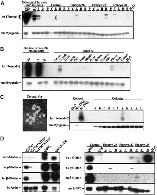 Fig. 1. Human donor contribution in developing murine embryos after injection of purified human CD34+CD38− cells into murine blastocysts. / (A) (B) Detection of human donor contribution in embryonic and adult tissues by means of 17αmod PCR on genomic DNA from developing E11.5 embryos (panel A) and an adult at 5 months of age (panel B) following blastocyst injection of CD34+CD38− cells (panel A) and CD34+ cells (panel B). Graded numbers of human cells diluted into 105 murine (mu) splenocytes were used for quantification of the PCR products. PCR specific for murine myogenin was used for normalization of genomic DNA.2 (C) Photograph of a human colony (25 × magnification) and 17αmod PCR on genomic DNA extracted from single colonies after 10 days of culture. (D) Human globin–specific RT-PCR on total RNA isolated from CB fractions and from chimeric embryonic tissues. As positive controls, RT-PCR was done on a mixture (1/500) of total RNA prepared from unfractionated cord blood and murine fetal liver samples. Abbreviations: P, placenta; Y, yolk sac; L, fetal liver; H, head; B, embryonic blood; T, thymus; BM, bone marrow; Sp. co., spinal cord; N. isch., nervus ischiadicus; hu DNA, human genomic DNA; mu DNA, murine genomic DNA; unfr. CB, unfractionated CB; MNCs, mononuclear cells. Autoradiograms of Southern blots are shown.