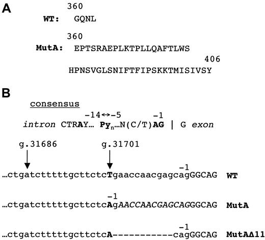 Fig. 5. Normal and mutant ADA C-terminal amino acids and final splice acceptor sites. / (A) C-termini of wild-type (WT) and MutA proteins (single-letter amino acid code). (B) IVS 11 splice acceptor sites. The consensus splice site58 is shown schematically to locate the conserved AG dinucleotide, the polypyrimidine tract Pyn, and the branchpoint A. In the wild-type (WT), MutA, and MutAΔ11 transcripts (below) nt removed by splicing are in lower case; nt retained in exon 12 are in capitals. The positions of nt −1 are indicated; arrows indicate g.31701 (mutated in MutA and MutAΔ11), and possible branchpoint at g.31686. The 13-nt insertion at the exon 11/12 junction due to MutA is in italics. Dashes indicate the 11-nt deletion in MutAΔ11.