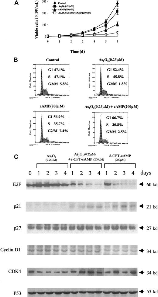 Fig. 3. Effects of As2O3 or cAMP or both on NB4 cell proliferation. / (A) Cell viability was assessed by trypan blue dye exclusion method following the indicated treatments. Each value represented the mean ± SD of 3 independent measurements. (B) Flow cytometric analysis of cell cycle distribution by PI staining. One representative experiment among 3 independent assays was shown. (C) Western blot analysis of some cell cycle-involved proteins (E2F, p21, p27, cyclin D1, CDK4, and p53) expression during the treatments.