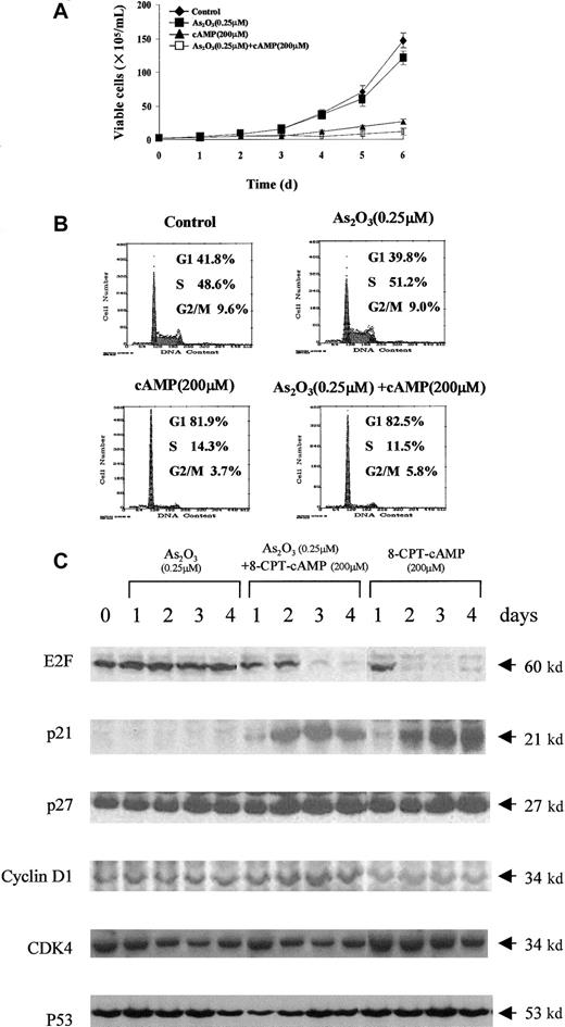 Fig. 4. Effects of As2O3 or cAMP or both on NB4-R1 cell proliferation. / (A) Cell viability was assessed by trypan blue dye exclusion method following the indicated treatments. Each value represented the mean ± SD of 3 independent measurements. (B) Flow cytometric analysis of cell cycle distribution by PI staining. One representative experiment among 3 independent assays is shown. (C) Western blot analysis of some cell cycle-involved proteins (E2F, p21, p27, cyclin D1, CDK4, and p53) expression level during the treatments.