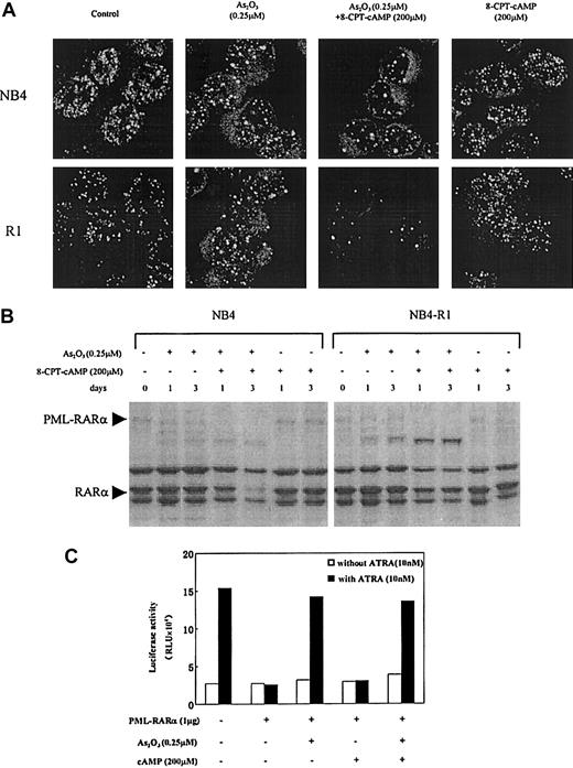 Fig. 5. Effects of As2O3 or cAMP or both on PML-NB reorganization and PML-RARα degradation. / (A) Confocal microscopic analysis of PML-NBs in NB4 and NB4-R1 cells after a 72-hour exposure to the compounds indicated. Original magnification × 600. (B) Western blot analysis of PML-RARα during NB4 and NB4-R1 cell treatment with As2O3 in the presence and absence of 8-CPT-cAMP as indicated. (C) Transcriptional inhibition of PML-RARα protein on a DR5-RARE reporter with and without treatment of As2O3 or cAMP or both. COS-7 cells were cotransfected with 1 μg PML-RARα expression plasmid and 0.1 μg RARE-TK-luciferase reporter plasmid (see “Materials and methods”). The amount of plasmid was kept constant using empty vector. Twenty-four hours after transfection, COS-7 cells were treated with or without 10 nM ATRA, 0.25 μM As2O3, and 200 μM cAMP, as indicated. Luciferase activity was measured 48 hours after the transfection. The value indicated is a representative experiment among 3 independent assays. RLU indicates relative light units.