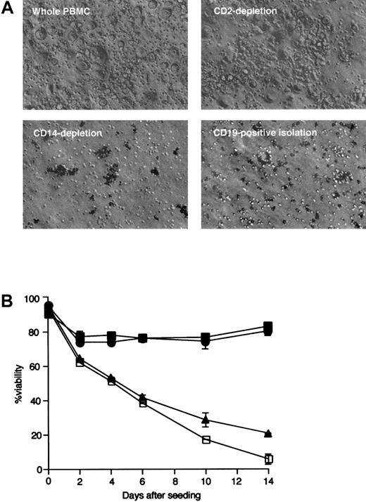 Fig. 3. Phase contrast microscopic appearance of NLC and leukemia B cells. / (A) Large, round NLCs surrounded by smaller round leukemia B cells could be seen in cultures of nonseparated (upper left) or CD2-depleted (upper right) blood mononuclear cells of patients with CLL. These cells were not observed in cultures of CD14-depleted mononuclear cells (lower left) or in cultures of isolated CD19+ cells (lower right). (B) Leukemia cell viability was monitored over time in cultures of isolated CD19+ cells (■) or of CD2-depleted (●), CD14-depleted (▴), or nondepleted (▪) blood mononuclear cells. Error bars indicate the SE about the mean of triplicate wells.
