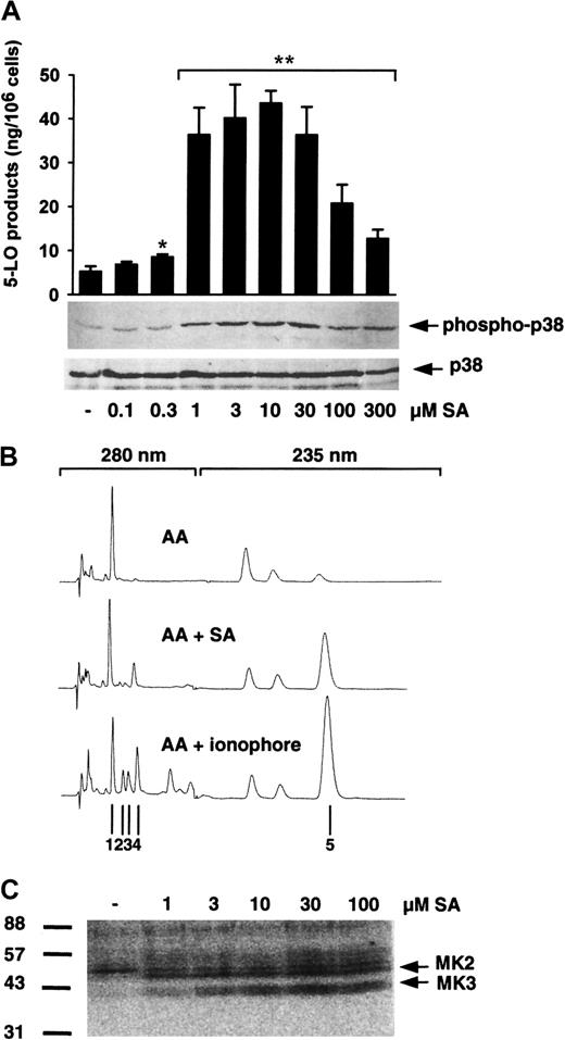 Fig. 1. SA induces 5-LO product formation and p38 MAPK activation. / (A) To determine 5-LO product formation, freshly isolated PMNLs (5 × 106 in 1 mL PGC buffer) were stimulated with SA for 3 minutes at 37°C. After addition of 40 μM AA the samples were incubated for another 5 minutes and 5-LO products were determined by HPLC. Results are given as mean + SE (n = 3-4). Student t test; *P < .05; **P < .01. To determine activation of p38 MAPK, freshly isolated PMNLs (5 × 106 in 100 μL PGC buffer) were stimulated with SA for 3 minutes at 37°C. Incubations were terminated by addition of the same volume of SDS-b. Samples were electrophoresed and analyzed for dually phosphorylated p38 MAPK by immunoblotting (upper panel); equal amounts of protein were evaluated with anti-p38 MAPK antibodies (lower panel). Results are representative of at least 3 separate experiments. (B) Typical HPLC chromatograms of 5-LO products extracted from PMNLs. Cells were stimulated for 5 minutes at 37°C with 40 μM AA alone (top), 10 μM SA for 3 minutes and subsequent addition of 40 μM AA (middle), or with 2.5 μM ionophore plus 40 μM AA (bottom); 1, prostaglandin B2; 2,3,trans-isomers of LTB4; and 4, LTB4were recorded at 280 nM, and 5, 5-H(p)ETE at 235 nM. (C) Activation of p38 MAPK-regulated 5-LO kinases. Samples prepared for determination of p38 MAPK activation from above were analyzed by in-gel kinase assay as described. Arrows indicate the positions of MK2 and MK3. Results are representative of at least 3 separate experiments.