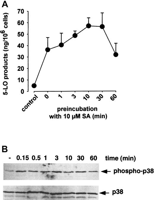 Fig. 2. Time course of SA-induced 5-LO product formation and p38 MAPK activation. / (A) 5-LO product formation. Freshly isolated PMNLs (5 × 106 in 1 mL PGC buffer) were stimulated with 10 μM SA at 37°C. After the indicated times, 40 μM AA was added, the samples were incubated for another 5 minutes, and 5-LO products were determined by HPLC. Results are given as mean + SE (n = 3). (B) Activation of p38 MAPK. Freshly isolated PMNLs (5 × 106 in 100 μL PGC buffer) were stimulated with 10 μM SA at 37°C. After the indicated times, incubations were terminated by addition of SDS-b and samples were analyzed for dually phosphorylated p38 MAPK by immunoblotting (upper panel); equal amounts of protein were evaluated with anti-p38 MAPK antibodies (lower panel). Results are representative of at least 3 separate experiments.
