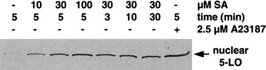 Fig. 3. SA induces rapid translocation of 5-LO to the nucleus. / Freshly isolated PMNLs (3 × 107 in 1 mL PGC buffer) were stimulated with varying concentrations of SA or 2.5 μM ionophore A23187 at 37°C for the indicated times. After cell fractionation by detergent lysis (0.1% NP-40), 5-LO was determined in nuclear fractions by immunoblotting. Results are representative of at least 3 separate experiments.