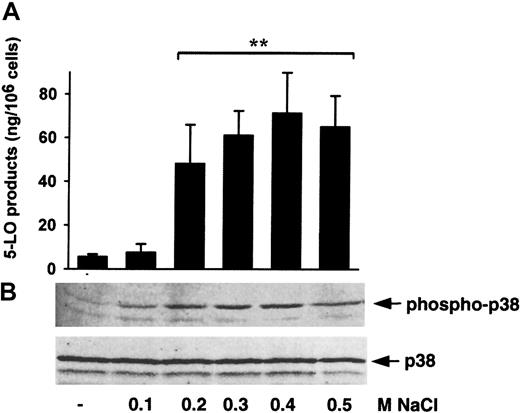 Fig. 5. Hypertonicity induces 5-LO product formation and p38 MAPK activation. / (A) To determine 5-LO product formation, NaCl was added to freshly isolated PMNLs (5 × 106) in PGC buffer to a final volume of 1 mL, 3 minutes prior to stimulation with 40 μM AA. After 5 minutes at 37°C, 5-LO product formation was determined. Results are given as mean + SE (n = 3). Studentt test; **P < .01. (B) To determine the activation of p38 MAPK, NaCl was added to freshly isolated PMNLs (5 × 106) in PGC buffer to a final volume of 100 μL. After 3 minutes at 37°C, incubations were terminated and samples were analyzed for dually phosphorylated p38 MAPK by immunoblotting (upper panel); equal amounts of protein were evaluated with anti-p38 MAPK antibodies (lower panel). Results are representative of at least 3 separate experiments.