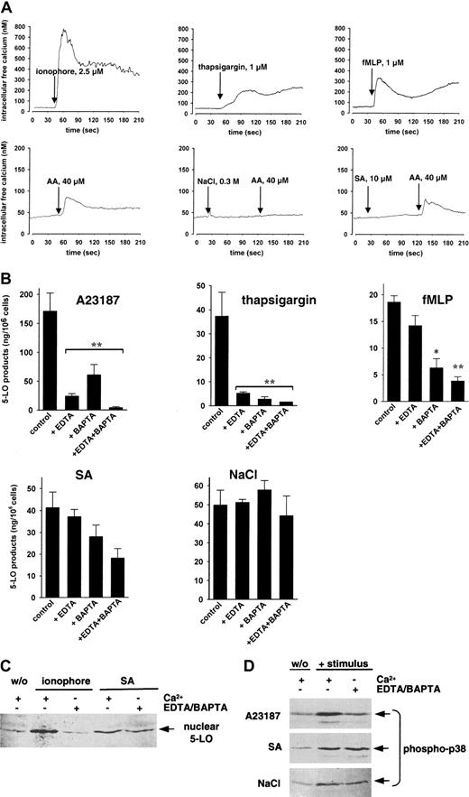 Fig. 7. Role of calcium in 5-LO product formation, 5-LO translocation, and p38 MAPK activation. / (A) Ca++ influx. To Fura-2–loaded PMNLs (1 × 107/ mL PGC buffer) the indicated stimuli were added and the fluorescence was measured. Intracellular free Ca++ was calculated as described. The monitored curves show one typical experiment of 3 to 4. (B) 5-LO product formation. CaCl2 (1 mM), EDTA (1 mM), and BAPTA/am (30 μM) were added to 5 × 106 freshly isolated PMNLs in PG buffer as indicated. After 10 minutes at 37°C, SA (10 μM) and NaCl (0.3 M) were added 3 minutes prior to addition of 40 μM AA. Ionophore A23187 (2.5 μM), thapsigargin (1 μM), or fMLP (1 μM) was added simultaneously with AA. After another 5 minutes, 5-LO products were determined. Results are given as mean + SE (n = 3). Student t test; *P < .05; **P < .01. (C) 5-LO translocation. Freshly isolated PMNLs (3 × 107 in 1 mL PG buffer) were preincubated for 10 minutes at 37°C with 1 mM CaCl2 or with 1 mM EDTA and 30 μM BAPTA/am as indicated. Then, 100 μM SA or 2.5 μM ionophore was added to the samples and incubated for another 5 minutes at 37°C. 5-LO was detected in nuclear fractions by immunoblotting after subcellular fractionation. Similar results were obtained in 2 additional independent experiments. (D) Activation of p38 MAPK. Freshly isolated PMNL (5 × 106 in 100 μL PG buffer) were treated with 1 mM CaCl2 or with 1 mM EDTA and 30 μM BAPTA/am as indicated for 10 minutes at 37°C. Ionophore (2.5 μM), SA (10 μM), or NaCl (0.3 M) was then added and after 3 minutes at 37°C samples were analyzed for dually phosphorylated p38 MAPK. Results are representative of at least 3 separate experiments.