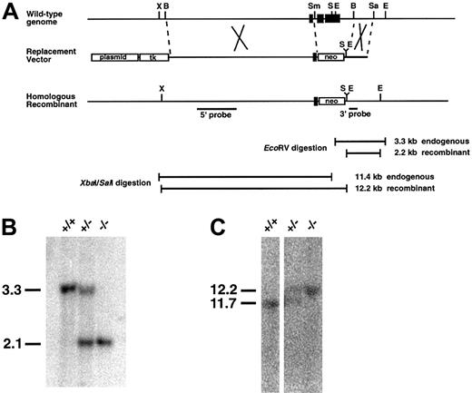 Fig. 1. Targeted disruption of the ATF4 gene. / (A) Diagram of the murine ATF4 gene, the replacement vector, and the homologous recombinant allele. The exons of the ATF4 gene are represented by solid boxes. Plasmid sequences are indicated by open boxes. A 9.9-kb BamHI-SmaI 5′ homology fragment and a 1.3-kb BamHI-SacI 3′ homology fragment were used to construct a gene-replacement targeting vector in pNTK containing the neomycin phosphotransferase cassette (neo). Broken lines indicate the regions of homology used for homologous recombination. The sites at the ends of both homology fragments were removed as they were subcloned. An EcoRV site was added at the 3′ end of the 5′ homology fragment. SalI andEcoRV sites were added to the 5′ end of the 3′ homology fragment. Locations of the 5′ and 3′ probes used for Southern blot analysis are indicated by labeled lines below the maps. The locations and sizes of the fragments produced by restriction-enzyme digestions used in Southern blot analysis are indicated below the maps: B indicates BamHI; E, EcoRV; Sa,SacI; S, SalI; Sm, SmaI; and X, XbaI. (B) Typical Southern blot analysis of progeny from heterozygote matings after EcoRV restriction-enzyme digestion and hybridization with the 3′ probe shown in panel A. Positions of diagnostic bands are indicated at left. The probe detected bands of 3.3 and 2.2 kb corresponding to the sizes predicted for the wild-type and homologous recombinant alleles, respectively. Genotypes are shown above each lane. (C) Typical Southern blot analysis of progeny from heterozygote matings afterXbaI-SalI double restriction-enzyme digestion and hybridization with the 5′ probe shown in panel A. The probe detects bands of 11.4 and 12.2 kb corresponding to the sizes predicted for the wild-type and homologous recombinant alleles, respectively.