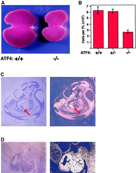 Fig. 4. ATF4−/− fetal livers are hypoplastic, and the ATF-4 gene is expressed at high levels in wild-type fetal livers. / (A) Gross appearance of livers from wild-type mice (left) and ATF4−/− littermates (right) at 15.5 dpc. The liver from the homozygous mutant mouse is smaller and paler. (B) The mean total number of cells in the fetal liver of ATF4−/− mice at 15.5 dpc was significantly lower than that in littermates. The mean number of cells in ATF4−/− fetal liver at 15.5 dpc was 2.70 × 107 ± 0.29 × 107 (n = 15). The values for ATF4+/+ (n = 13) and ATF4 +/−(n = 19) embryos were 6.31 × 107 ± 0.59 × 107 and 6.15 × 107 ± 0.35 × 107, respectively. Thus, ATF4−/− embryos had a decrease in cells of 2.3 fold and 2.1 fold, respectively, compared with values in ATF4+/− and ATF4+/+ embryos (P < .0001 for both comparisons). There was no significant difference between ATF4+/+ and ATF4+/− embryos. Error bars represent SEM. (C) In situ hybridization of a midsagittal section from a 11.5-dpc wild-type embryo with an antisense ATF4 cDNA probe (left, bright-field image; and right, dark-field image). Signal from the hybridization appears bright in the dark-field image. The red arrow indicates the position of the fetal liver. Magnification 10 ×. (D) Higher magnification of results from in situ hybridization for ATF4 in a sagittal section of fetal liver from a wild-type embryo. Magnification 100 ×.