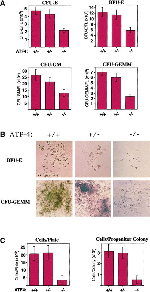 Fig. 5. Hematopoietic progenitor colonies from ATF4−/− 15.5-dpc embryos are smaller and reduced in number per fetal liver. / (A) In vitro differentiation of 15.5-dpc fetal-liver cells from wild-type (n = 18), ATF4+/− (n = 19), and ATF4−/− (n = 22) embryos. The number of CFU-E, BFU-E, CFU-GM, and CFU-GEMM colonies per fetal liver were all significantly reduced in ATF4−/− embryos. There was no significant difference between the number of colonies in wild-type and ATF4+/− embryos. (B) Hematopoietic progenitor colonies. BFU-E colonies were photographed on day 8 and CFU-GEMM colonies on day 10 of in vitro differentiation. Magnification 100 ×. (C) The number of cells per plate and per colony after 12 days of in vitro differentiation of 5 × 104 nucleated 15.5-dpc fetal-liver cells. The average size of ATF4−/−hematopoietic progenitors was significantly smaller than those from wild-type and ATF4+/− embryos. There was no significant difference between the size of colonies from wild-type embryos and those from ATF4+/− embryos.