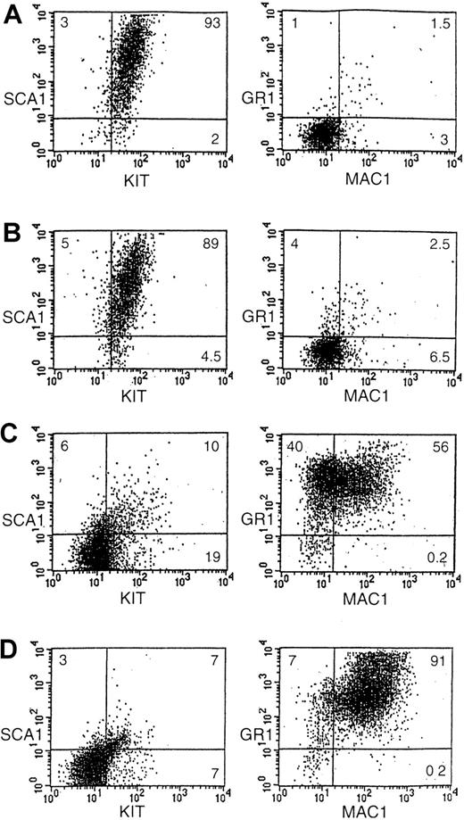 Fig. 5. Surface antigen phenotype of the different cytokine-dependent EML cells. / Shown are FACS-generated histograms of Sca-1 and c-kit expression as well as Mac-1 (Cd11b) and Gr-1 expression in (A) EML cells, (B) EML cells treated overnight with IL-3, (C) EML/GM-CSF cells, and (D) EML/GM-CSF cells treated for 5 days with ATRA (10−5 M). The percent of cells in each quadrant is indicated.