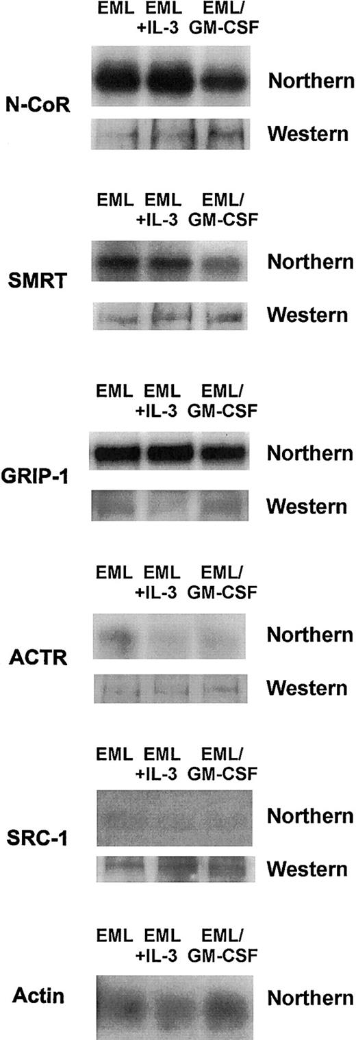 Fig. 10. Nuclear hormone receptor corepressor/coactivator expression in the different cytokine-treated EML cells. / Northern and Western blots were performed as detailed in “Materials and methods” on RNA and protein extracts from the indicated cell types using the indicated molecular probes and antibodies.