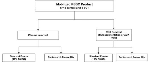Fig. 2. Processing of components obtained from SCT and control subjects. / Study schema for processing and cryopreservation of PBSC products collected from 8 SCT donors and 8 control subjects. PBSC products from each donor were split. Half of each product was centrifuged to remove plasma, and the other half was treated for red blood cell removal, either by hydroxyethyl starch (HES) sedimentation (3 SCT and 4 control subjects) or ammonium chloride (ACK) lysis (5 SCT and 4 control subjects). Red blood cell depletion in SCT products could not be accomplished by HES sedimentation. The plasma or red cell–depleted products were again divided, and each half was cryopreserved in either a conventional 10% DMSO solution or in a solution composed of 5% DMSO/6% pentastarch/4% human serum albumin.