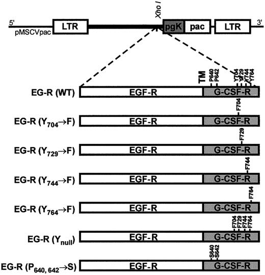Fig. 1. Schematic diagram of the retroviral vector pMSCVpac and a series of chimeric EG-R mutants. / EG-R (Y704→F), (Y729→F), (Y744→F), (Y764→F), and (Ynull) are mutant receptors with tyrosine substitution(s) as indicated; EG-R (P640, 642→S) is a nonfunctional receptor with 2 amino acid substitutions as indicated. LTR, long terminal repeat; pgk, phosphoglycerate kinase; pac, puromycin N-acetyltransferase; TM, transmembrane.