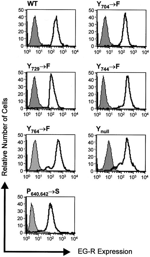 Fig. 2. Expression of EG-R mutants. / Expression of receptor constructs in GP+E-86 packaging clones detected by flow cytometry. Cells were incubated with mouse antihuman EGF-R antibody 528 or IgG2b (control), followed by fluorescein isothiocyanate–conjugated anti–mouse immunoglobulin. Receptor expression (unfilled histograms) is shown against the control (filled histograms).