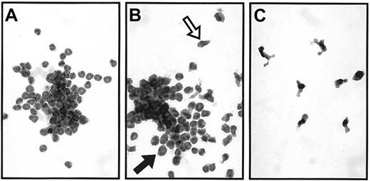 Fig. 4. Typical examples of bone marrow colony types in agar in response to EGF. / EG-R WT receptor-stimulated (A) granulocyte, (B) granulocyte-macrophage, and (C) macrophage colonies. A macrophage and a granulocyte are indicated with an open and a closed arrow, respectively, in panel B (× 400).