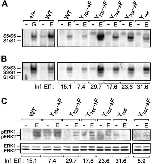 Fig. 6. STAT and MAPK activation by receptor tyrosine mutants. / Nuclear extracts of 3 × 106 bone marrow cells were stimulated with or without EGF (100 ng/mL) and were incubated with 0.2 ng 32P-labeled double-stranded (A) β-cas (derived from the 5′ region of the β-casein gene) or (B) a high-affinity mutant of SIE. As a control, bone marrow cells of a normal mouse were stimulated with G-CSF (25 ng/mL), and STAT complexes were identified as described.37 S1, STAT1; S3, STAT3; S5, STAT5. These figures represent 1 of 3 independent experiments. (C) Bone marrow cells (3 × 106) expressing each receptor construct were stimulated with or without EGF (100 ng/mL), lysed, and electrophoresed on a 10% polyacrylamide gel. Proteins were transferred to a polyvinylidene difluoride membrane and were incubated with antiphospho-p44/42 MAPK antibody, followed by horseradish peroxidase-conjugated anti–rabbit immunoglobulin and enhanced chemiluminescence. The membrane was stripped and reprobed with anti-ERK 1 antibody. The main panel represents 1 of 2 independent experiments. The additional panel represents the repeated results for the Y744 mutant. Infection efficiency (Inf Eff) of bone marrow cells expressing each receptor construct for all experiments is also indicated.