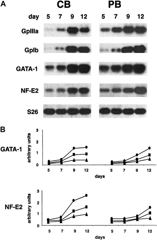 Fig. 3. Similar expression of NF-E2, GATA-1, and GpIbα but delay in the GpIIIa expression in MKs derived from CB compared with PB. / (A) RT-PCR analysis of GpIIIa, GpIbα, GATA-1, and NF-E2 mRNA expression during in vitro megakaryocytic differentiation of CD34+ cells generated from CB (left panels) and PB (right panels). S26 controls are presented. Representative results from 3 independent experiments are shown. (B) Densitometric analysis (Instant Imager, Packard, Canberra) of GATA-1 and NF-E2 expression normalized to the S26 controls. ●, 1:1, ▪, 1:2; ▴, 1:4 sample dilution. (See also “Materials and methods.”)