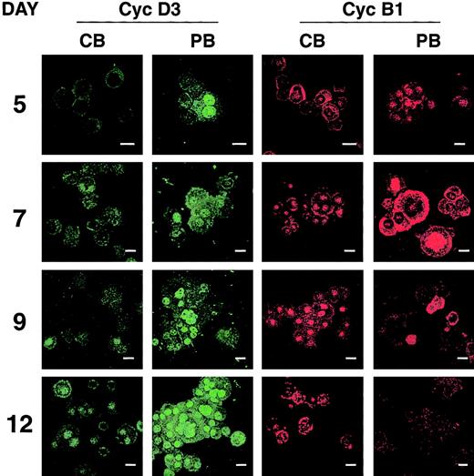 Fig. 10. The expression patterns of cyclin D3 and cyclin B1 differ in PB- and CB-derived MKs. / Immunofluorescence analysis by confocal laser microscopy revealed up-regulation of cyclin D3 in PB-derived MKs (green, right panels) from day 5 to the end of the culture. In CB-derived culture (green, left panels) cyclin D3 was evident at day 9 in only 5% of the cells and reaching not more than 50% at day 12. Cyclin B1 immunofluorescence expression at nuclear level decreased at late endomitotic stage (from day 9) in PB culture (red, right panels), whereas its expression was constant in whole CB cultures (red, left panels). A total of 300 cells per slide were enumerated. These expression patterns were confirmed in 2 other experiments. (Bar = 10 μm.)