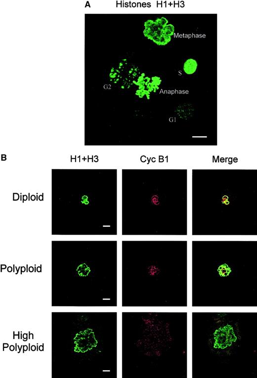 Fig. 11. Cyclin B1 expression is decreased in high polyploid MKs in metaphase stage. / (A) Basic pattern of cell-cycle stages observed in megakaryocytic cells stained with anti–phospho-histone H1 + H3 antibodies; the different cell-cycle stages (G1, S, G2, metaphase, and anaphase) are indicated. (B) Double-immunofluorescence analysis by confocal laser microscopy of MKs at the metaphase stage, displaying different ploidy level, was performed by anti-H1 + H3 antibodies (in green, left panels) and anti–cyclin B1 MoAb (in red, middle panels). The yellow area (merge, right panels) indicates colocalization of histones and cyclin B1. A total of 100 MKs in the metaphase stage at different ploidy levels were analyzed. (Bar = 10 μm.)