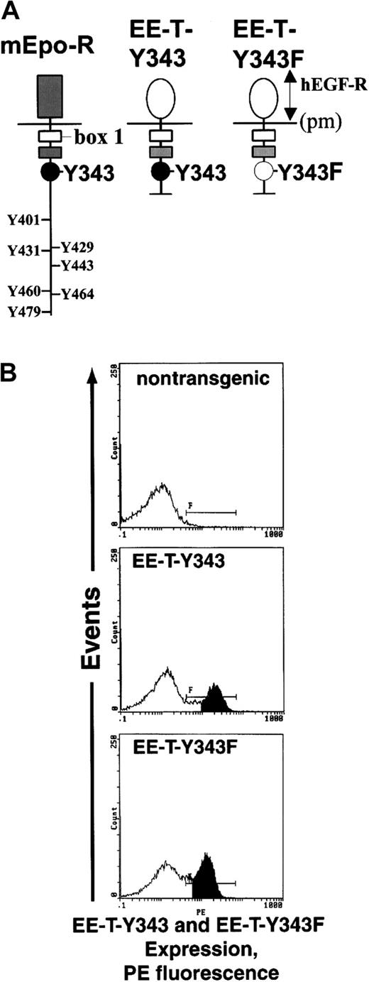Fig. 1. EE-T-Y343 and EE-T-Y343F chimeras and expression in transgenic mice. / (A) Diagrammed are the wild-type mEPO receptor (mEpo-R) and the derived carboxyl-terminal deletion constructs EE-T-Y343 and EE-T-Y343F. In each chimera, the extracellular dimerization domain is that of the hEGF receptor (hEGF-R), and the EPO receptor cytoplasmic Box1 domain for Jak2 binding is retained (pm, plasma membrane). In EE-T-Y343, a Y343 site for STAT5 binding is retained, whereas in EE-T-Y343F this residue is mutated to phenylalanine. (B) Levels of EE-T-Y343 and EE-T-Y343F receptor expression in transgenic mice were assayed by flow cytometry of marrow cells after their culture for 72 hours in the presence of mSCF and EPO plus dexamethasone, β-estradiol, and insulinlike growth factor-1 under conditions shown by Panzenbock et al31 to selectively promote CFUe proliferation. As a control, marrow cells from nontransgenic mice were also analyzed. PE indicates phycoerythrin.