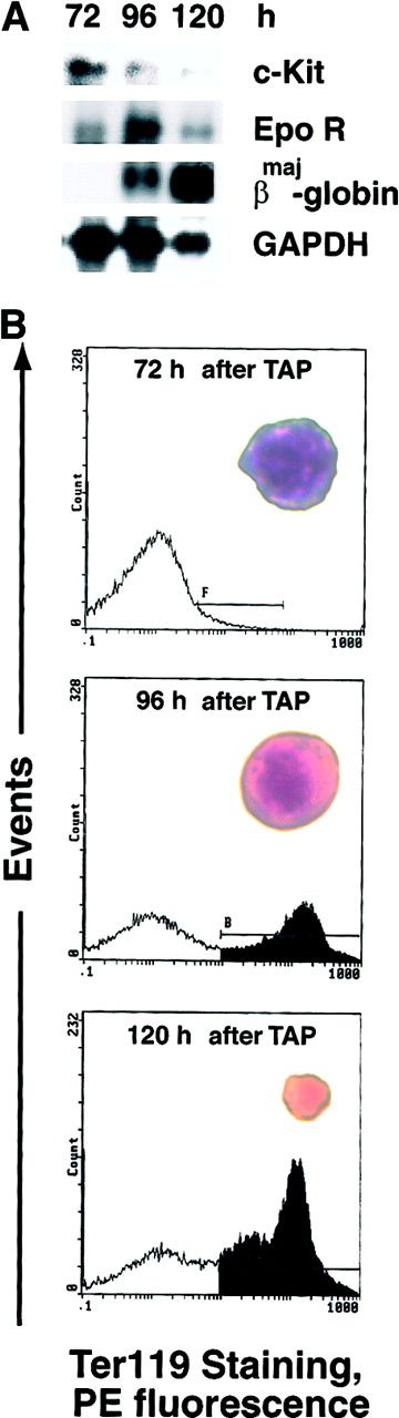 Fig. 2. Developmental synchrony of erythroid progenitor cells from TAP-treated mice. / Mice were treated for 5 days with TAP to block the development of erythroid burst-forming units. TAP then was removed, erythropoiesis was allowed to advance, and at 72, 96, and 120 hours after TAP withdrawal, levels of c-Kit, EPO receptor and βmaj-globin transcripts in erythroid splenocytes were analyzed by Northern blotting (A). In addition, splenocytes isolated at 72 hours after TAP withdrawal were cultured in the presence of mSCF (150 ng/mL) and EPO (5 U/mL). At 24-hour intervals, expression of Ter119 antigen was assayed as an index of late differentiation (B). For each population, morphologies also were examined (insets, × 1000).