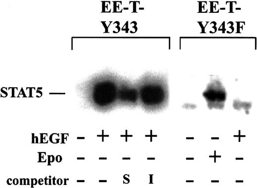 Fig. 3. Efficient activation of STAT5 by EE-T-Y343, but not by EE-T-Y343F, in primary erythroid progenitor cells. / EE-T-Y343 and EE-T-Y343F mice were treated with TAP, and, at 72 hours after TAP withdrawal, erythroid splenocytes were prepared. Cells were cultured for 5 hours in the absence of cytokines and were exposed to EPO (±10 U/mL) or hEGF (±15 ng/mL) for 7.5 minutes. Nuclear extracts were prepared, and levels of STAT5 DNA-binding activity were assayed by electrophoretic mobility shift using a32P-labeled element from the β-casein promoter. Extracts prepared from hEGF-stimulated EE-T-Y343 splenocytes were preincubated with 50-fold molar excess of self (S, β-casein) or irrelevant (I, NFκB) unlabeled oligonucleotide cassettes.