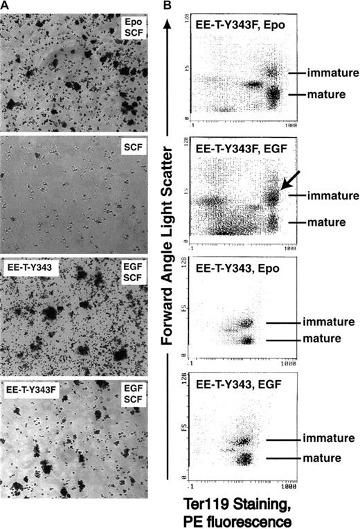Fig. 4. CFUe development is supported by EE-T-Y343F but is attenuated at a Ter119+ stage of differentiation. / (A) Splenocytes were isolated from EE-T-Y343 and EE-T-Y343F mice at 72 hours after exposure to TAP. Cells then were cultured in the presence of EPO (5 U/mL) plus mSCF (150 ng/mL); mSCF with no EPO; or hEGF (5 ng/mL) plus mSCF. At 48 hours of culture, hemoglobinized colonies were stained with benzidine. Results shown are representative of 5 independent experiments (and of all mice assayed). (B) Erythroid splenocytes from TAP-treated EE-T-Y343F mice (upper subpanels) and EE-T-Y343 mice (lower subpanels) were cultured in the presence of mSCF plus EPO or hEGF. Ter119 antigen expression and relative size (FALS, forward angle light scatter) were assayed by flow cytometry. For all EE-T-Y343F mice studied, a defect in the production of more mature, small Ter119+ cells in response to hEGF was observed (arrow). No similar defect was observed in the formation of mature Ter119+ cells from these mice in the presence of EPO or in cells from EE-T-Y343 mice in the presence of hEGF or EPO. Results shown are representative of 5 independent experiments.