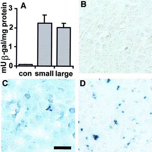 Fig. 1. Immunotargeting of small (100 nm) and large (1000 nm) anti-PECAM/SA–β-gal conjugates to REN/PECAM cells. / Small and large anti-PECAM/SA (121 ± 12 nm versus 1183 ± 199 nm) and IgG/SA–β-gal (109 ± 12 nm) were incubated with REN/PECAM cells. The β-gal enzyme activity in the conjugate preparations and cell lysates was determined by means of a β-gal enzyme assay kit. Cells were incubated in reporter lysis buffer, then harvested by scraping, and centrifuged. Enzymatic β-gal activity was measured in the supernatants at various dilutions. In the other parallel wells, for X-gal staining, cells were fixed with paraformaldehyde, washed with magnesium chloride, and stained in the dark with a solution containing 1 mg/mL X-gal. Both large and small conjugates delivered equivalent total β-gal enzymatic activity to REN/PECAM cells (A), while control cells incubated with nonimmune counterpart showed no detectable activity (B). Small anti-PECAM/SA–β-gal provided a homogenous intracellular pattern of β-gal activity (C), while large conjugates were associated with a particulate matter apparently localized on the cell surface (D). Bar, 25 μm.
