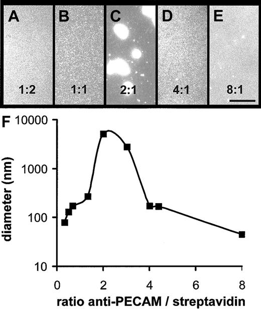 Fig. 2. Size of anti-PECAM/SA conjugates. / (A-E) Rhodamine-labeled anti-PECAM/SA conjugates were prepared at molar ratios of 1:2 (A), 1:1 (B), 2:1 (C), 4:1 (D), and 8:1 (E) of biotinylated anti–PECAM-1 antibody to rhodamine-SA and were visualized by fluorescence microscopy. Bar, 10 μm. (F) The size of representative anti-PECAM/SA conjugates was determined by DLS and plotted.