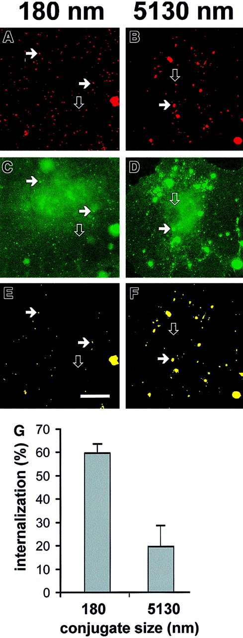 Fig. 3. Differential uptake of large and small anti-PECAM/SA conjugates by HUVECs. / (A-F) Conjugates were prepared at a molar ratio of anti-PECAM to rhodamine-SA of 2:3 (effective diameter, 180 nm; panels A,C,E) and 2:1 (effective diameter, 5130 nm; panels B,D,F). The conjugates were incubated with HUVECs for 1 hour at 37°C, washed, fixed, and counterstained with FITC-conjugated goat antimouse IgG without permeabilization. The rhodamine channel of fluorescence (C,D) was subjected to a threshold function to eliminate pixels with intensity values lower than 128 to generate an image map of conjugates in the field (A,B). The logical “AND” operation between the conjugate image map (A,B) and the image from the FITC-labeled goat antimouse IgG channel (C,D) were used to generate a colocalization map of noninternalized (yellow) particles (E,F). The solid arrows highlight a noninternalized yellow particle, whereas open arrows indicate internalized conjugates (visible only in the red conjugate image map). Bar, 10 μm. (G) Internalization of small (effective diameter, 180 nm) or large (effective diameter, 5130 nm) conjugates by HUVECs was calculated with the use of the number of noninternalized particles (eg, panels E,F) and total conjugates (eg, panels A,B) as processed above. HUVECs showed roughly 3-fold more internalization of small conjugates than of large conjugates.